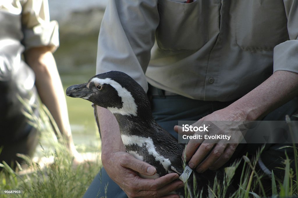 Pinguim com tratamento - Royalty-free Animal Foto de stock