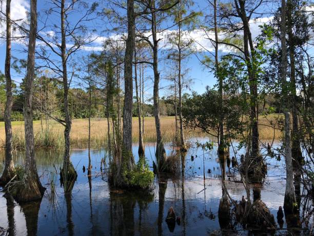 istock autumn cypress swamp landscape 906879770