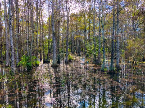 istock autumn cypress swamp landscape 906879836