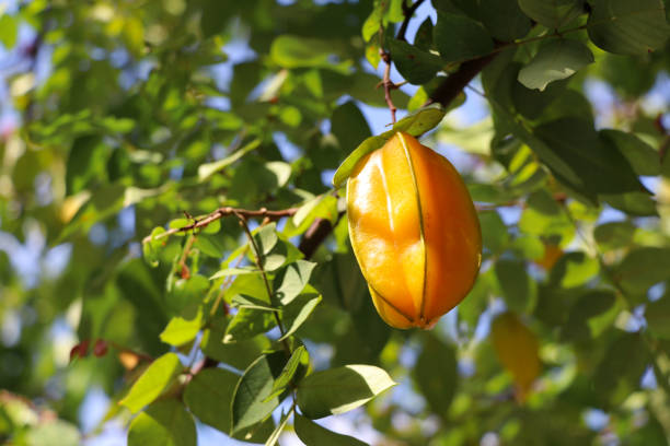 Star fruit carambola or star apple on the tree in daytime