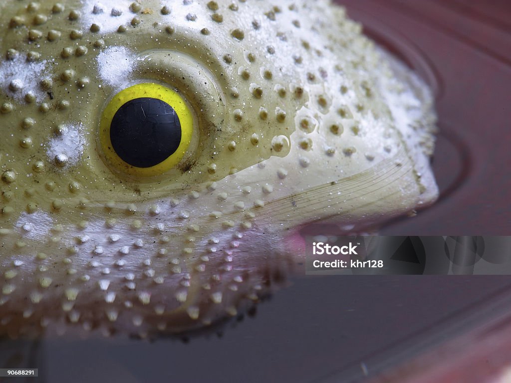Gumowa ryb - Zbiór zdjęć royalty-free (Bez ludzi)