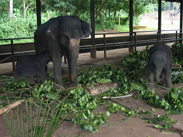 шри-ланки слон и ребенок 7 - elephant protection animal mother стоковые фото и изображения