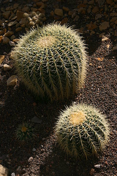 close up f a cactus family stock photo