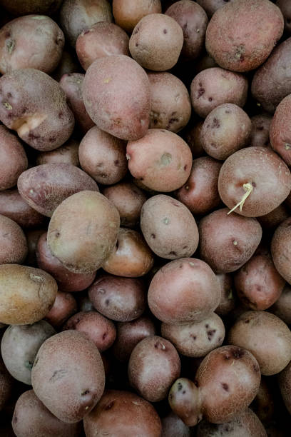 púrpura papas - patata peruana fotografías e imágenes de stock