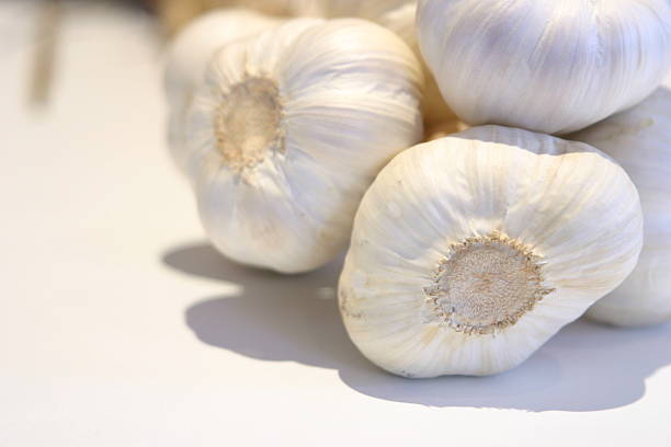 Garlic stock photo