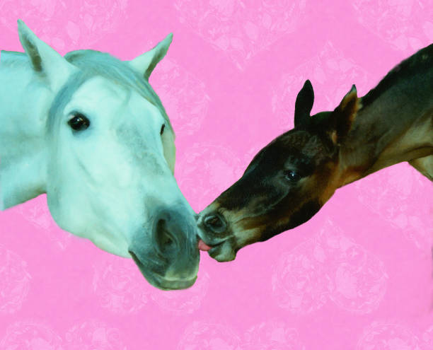 istock Newborn Foal Meets Her Mother For the First Time 906887180