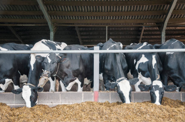 istock Cows Feeding In A Barn In Southwest Of England 906888752