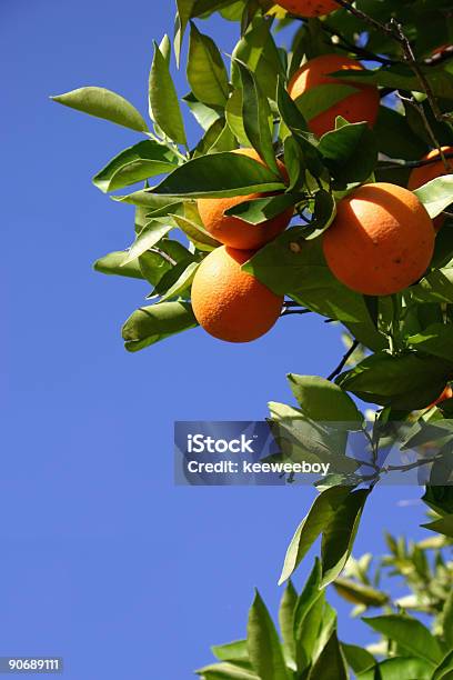 Orange Grove - zdjęcia stockowe i więcej obrazów Bez ludzi - Bez ludzi, Drzewo, Fotografika