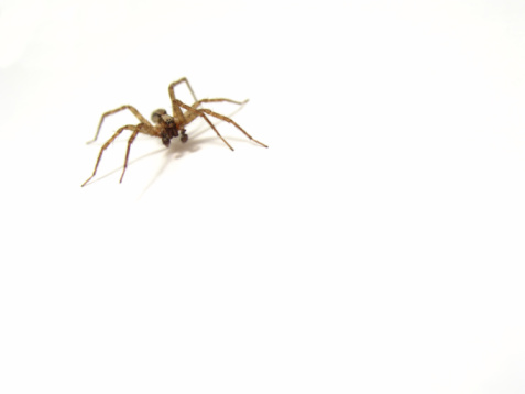 A large house spider in a wash basin sink in a home.