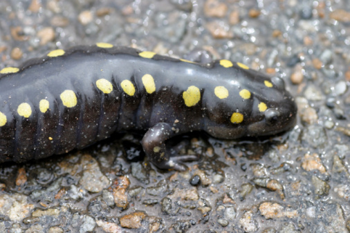 A spotted salamander on wet pavement in central Pennsylvania.