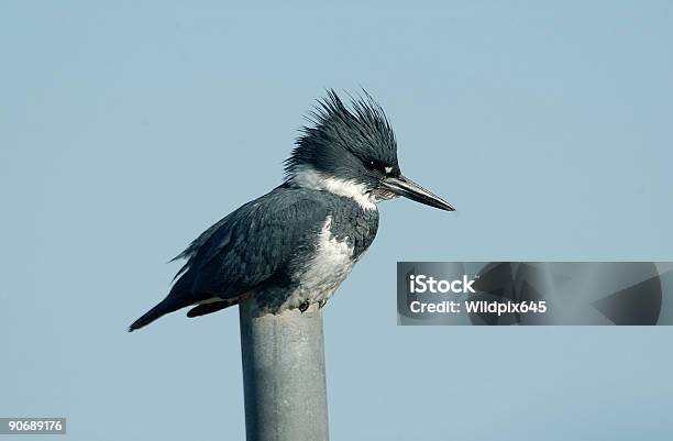 Gürtelfischer Auf Post Stockfoto und mehr Bilder von Aquatisches Lebewesen - Aquatisches Lebewesen, Eisvogel, Farbbild