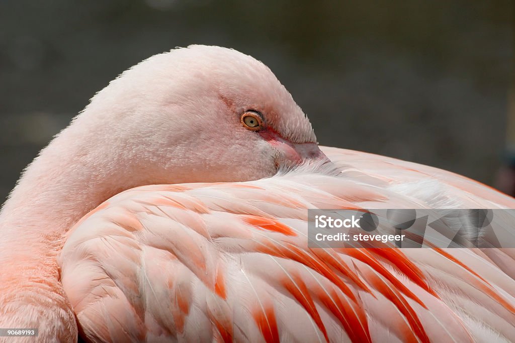 Flamingo rosa - Foto de stock de Animal royalty-free