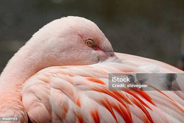 Foto de Flamingo Rosa e mais fotos de stock de Animal - Animal, Animal selvagem, Ave de água doce