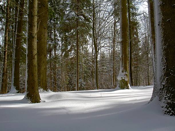 foresta invernale - masuren foto e immagini stock