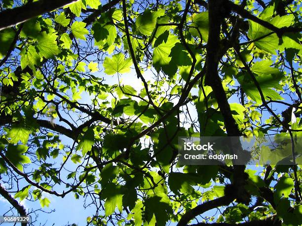 Lichtspiel Stockfoto und mehr Bilder von Apfelschimmel - Apfelschimmel, Ast - Pflanzenbestandteil, Baum