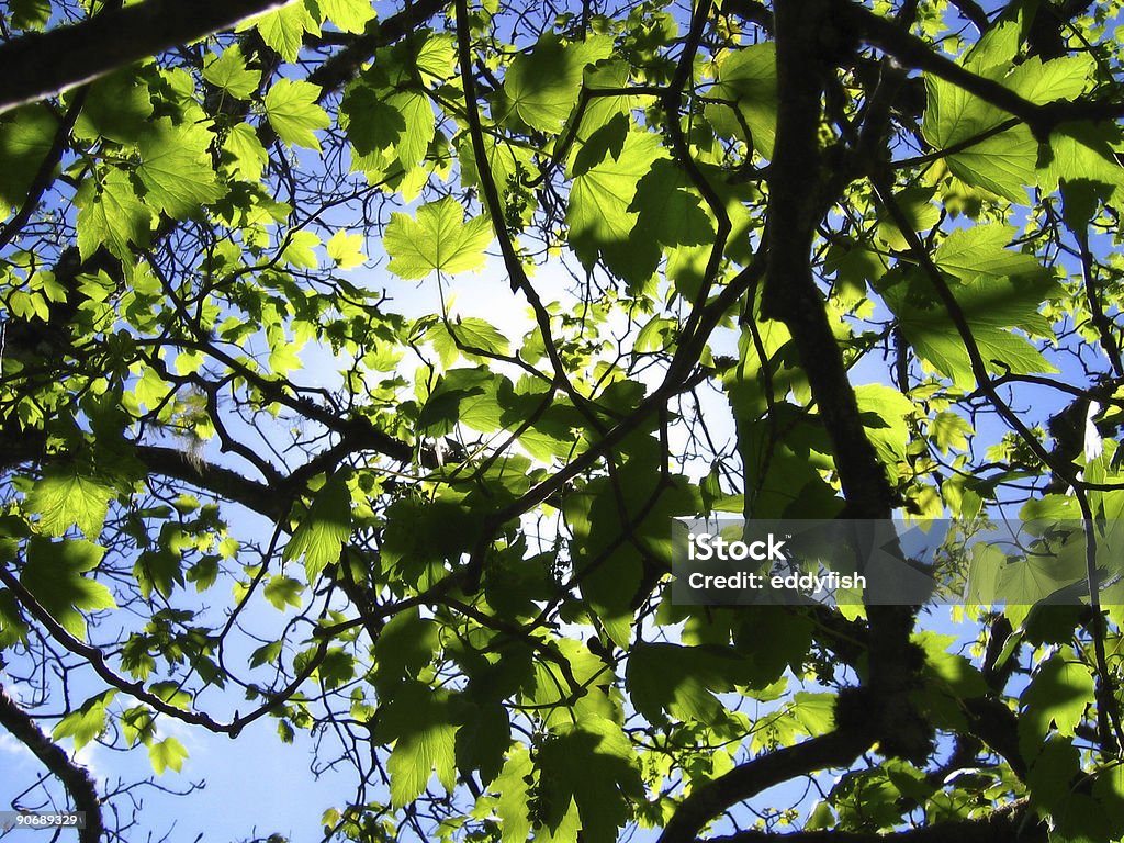 Riscaldato dal luce - Foto stock royalty-free di Albero