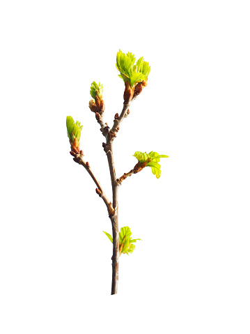 Early spring. Awakening of a new life. Branch of small young oak isolated on the white background. Oak is a tree of the beech family, Fagaceae. Buds. Budding leaves