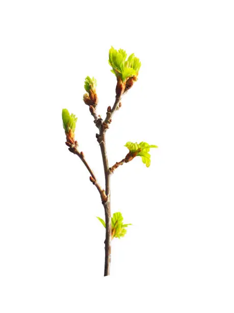 Photo of Early spring. Awakening of a new life. Branch of small young oak isolated on the white background. Oak is a tree of the beech family, Fagaceae. Buds. Budding leaves