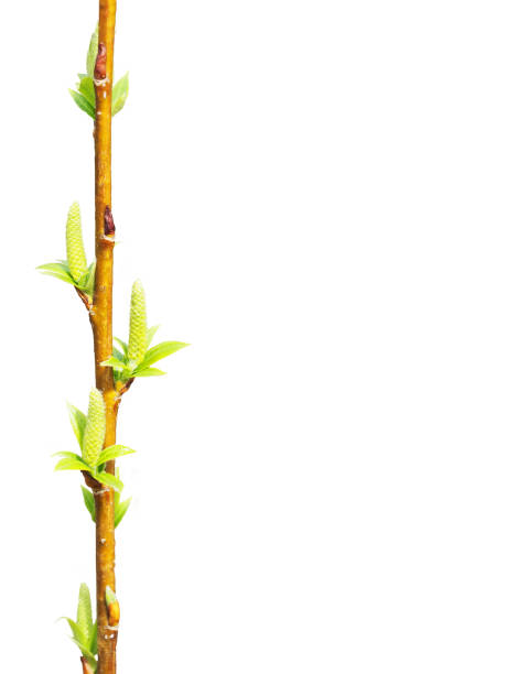 spring. easter. awakening of new life. branch of willow isolated on white background. inflorescences, flowering period. willows, also called sallows, and osiers, form the genus salix. place for text - willow tree weeping willow tree isolated imagens e fotografias de stock