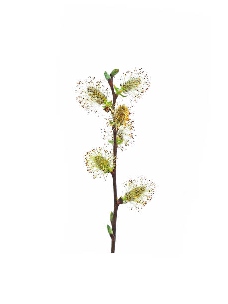 spring. easter. palm sunday. awakening of new life. blooming branch of young salix cinerea or grey willow isolated on the white background. inflorescences, flowering period. willows, sallows or osiers - willow tree weeping willow tree isolated imagens e fotografias de stock