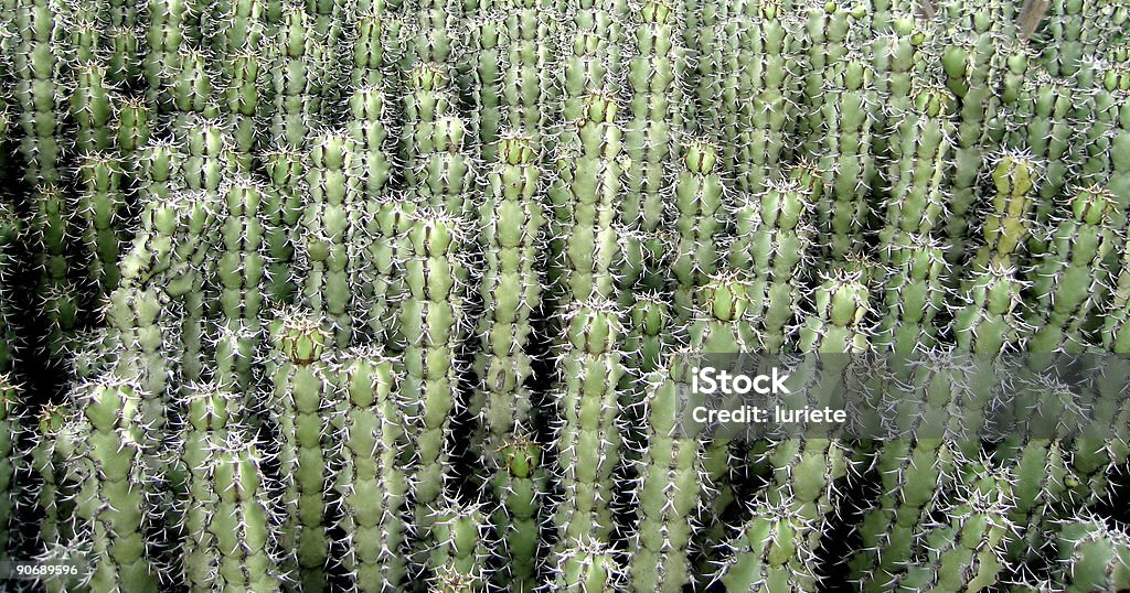 Cactus una - Foto de stock de Aire libre libre de derechos