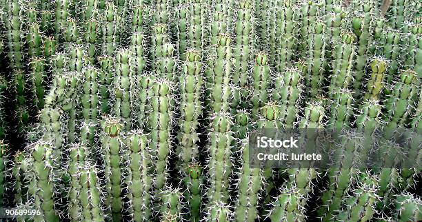 Cactus Una Foto de stock y más banco de imágenes de Aire libre - Aire libre, Botánica, Cactus