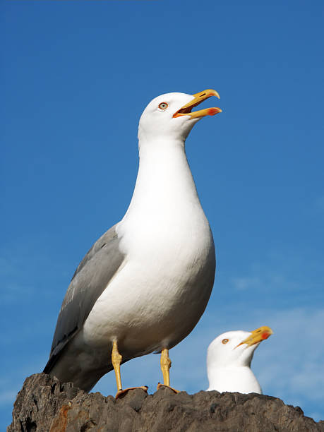 istock Couple of Seagulls 90689811