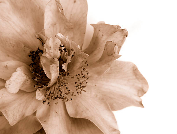 rose bush bud against a white background in sepia