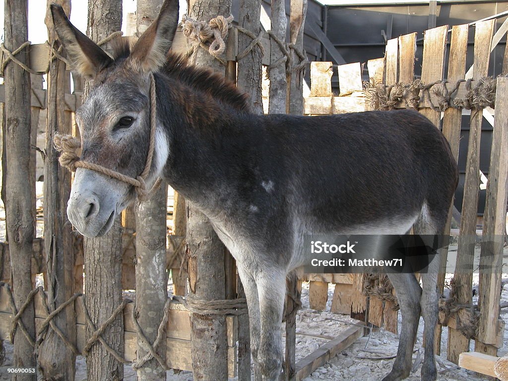 Donkey in pen  Animal Stock Photo