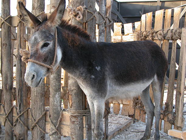Donkey in pen stock photo