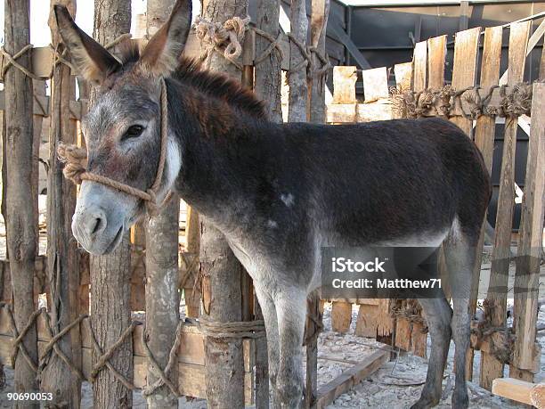 Donkey In Pen Stock Photo - Download Image Now - Animal, Animal Pen, Ass - Horse Family