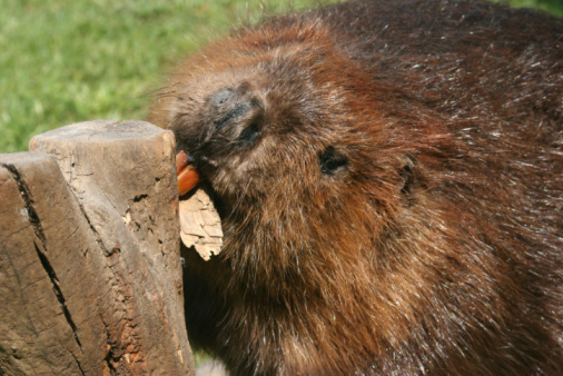 a large beaver sitting on logs near its damn