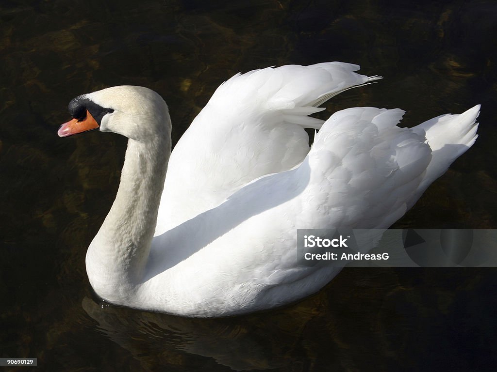 Swan em preto - Foto de stock de Alto contraste royalty-free