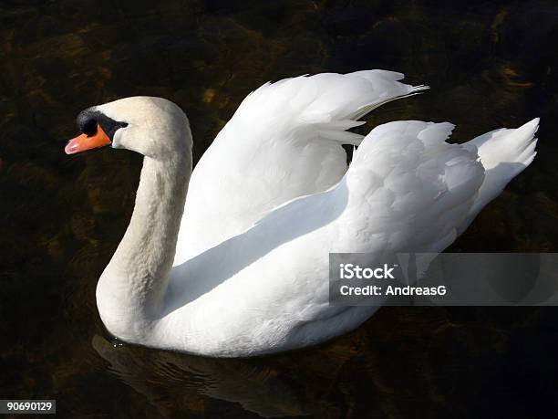 Foto de Swan Em Preto e mais fotos de stock de Alto contraste - Alto contraste, Animal, Animal selvagem