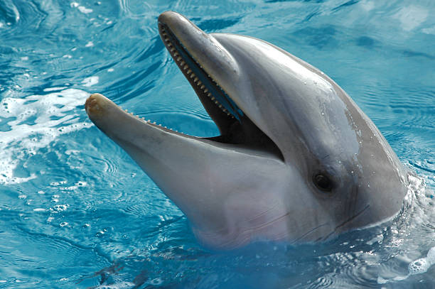 istock bottlenose dolphin, Tursiops truncatus 90690133