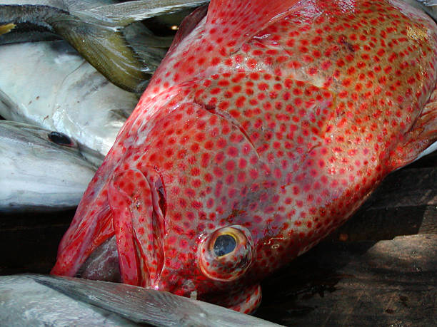 Coral grouper - close up