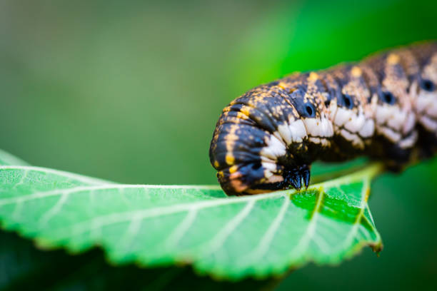 istock Caterpillar on the leaf close up 906901972