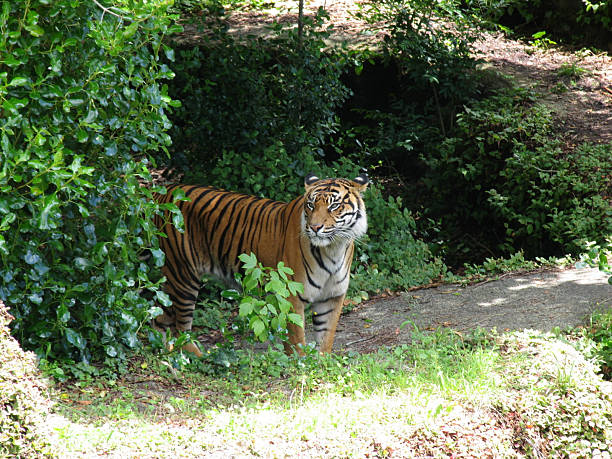 Tiger 에서 정글 스톡 사진