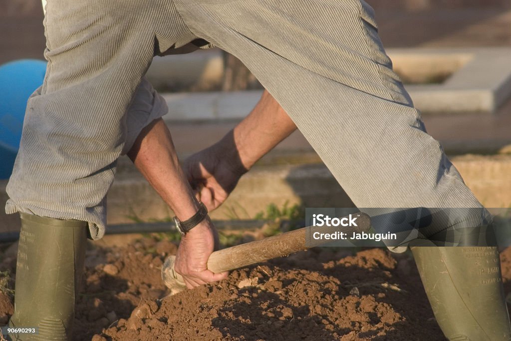 Man working in a vegetable garden  Gardening Stock Photo