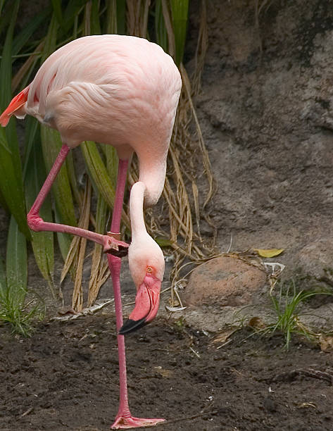 Bird: Flamingo Cropped With Clipping Path stock photo