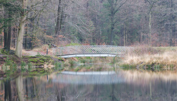 istock Bridge over a lake in the forest 906903358