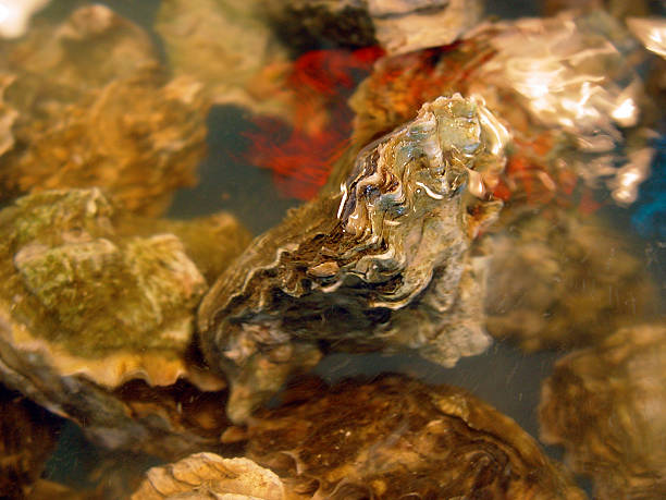 Fresh Oysters! stock photo