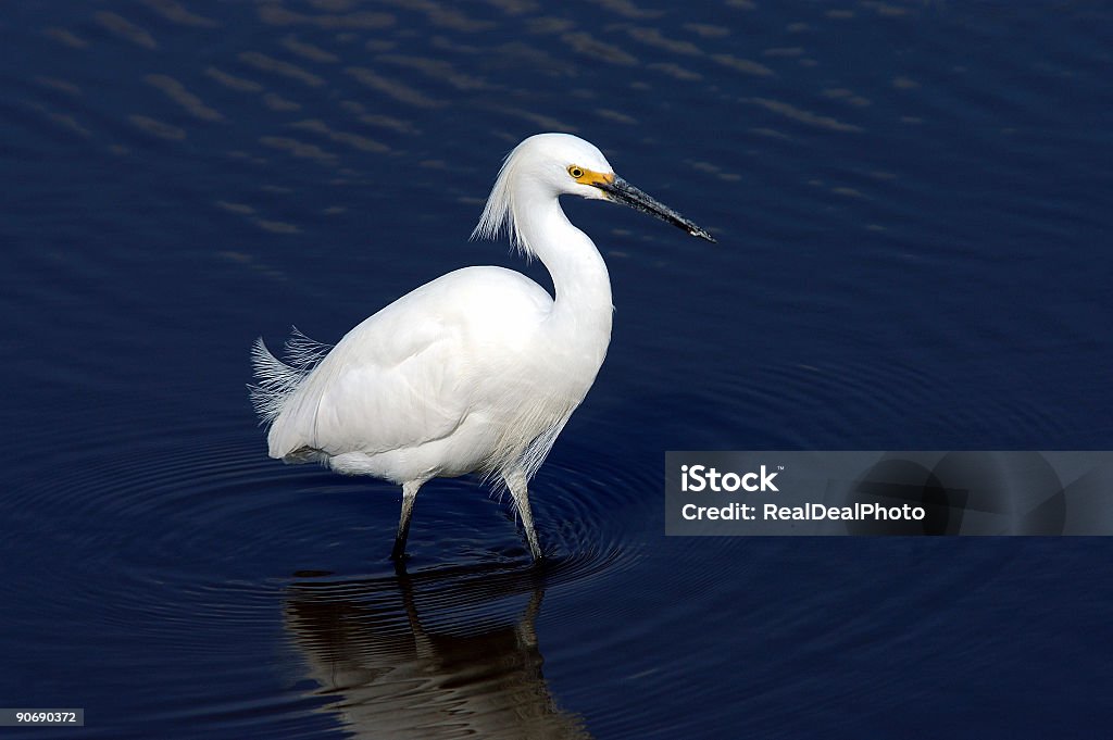 Aigrette - Photo de Aigrette libre de droits