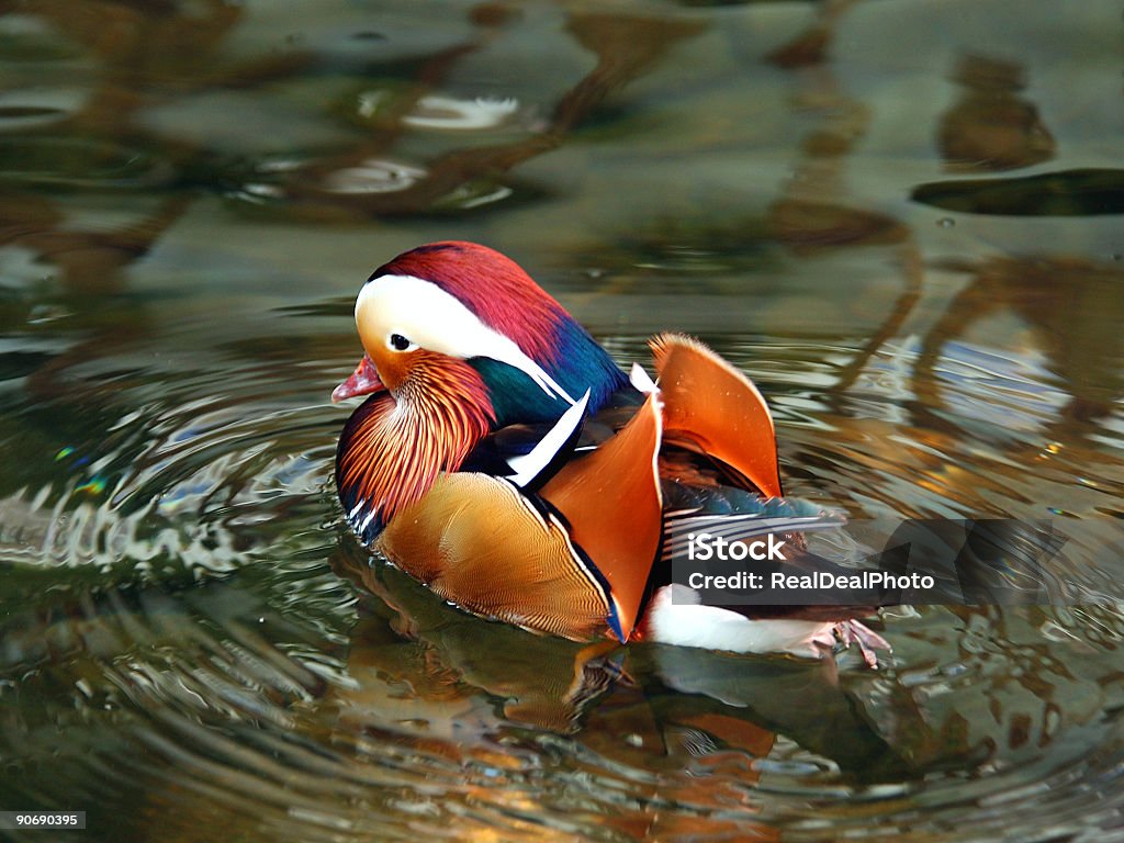 Canard Mandarin 3 - Photo de Animal mâle libre de droits