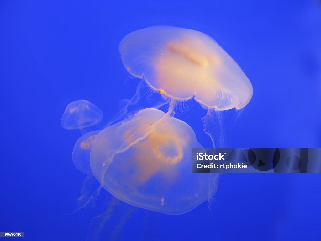 Méduse - Photo de Aquarium - Équipement pour animaux de compagnie libre de droits