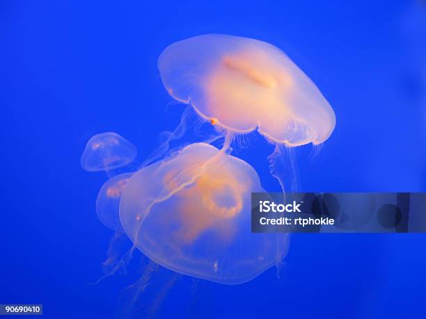 Photo libre de droit de Méduse banque d'images et plus d'images libres de droit de Aquarium - Équipement pour animaux de compagnie - Aquarium - Équipement pour animaux de compagnie, Au fond de l'océan, Bleu