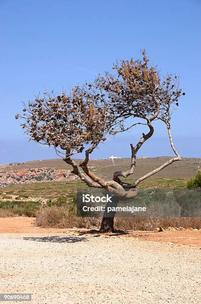 Photo libre de droit de Vieux Tree banque d'images et plus d'images libres de droit de Arbre - Arbre, Bleu, Branche - Partie d'une plante