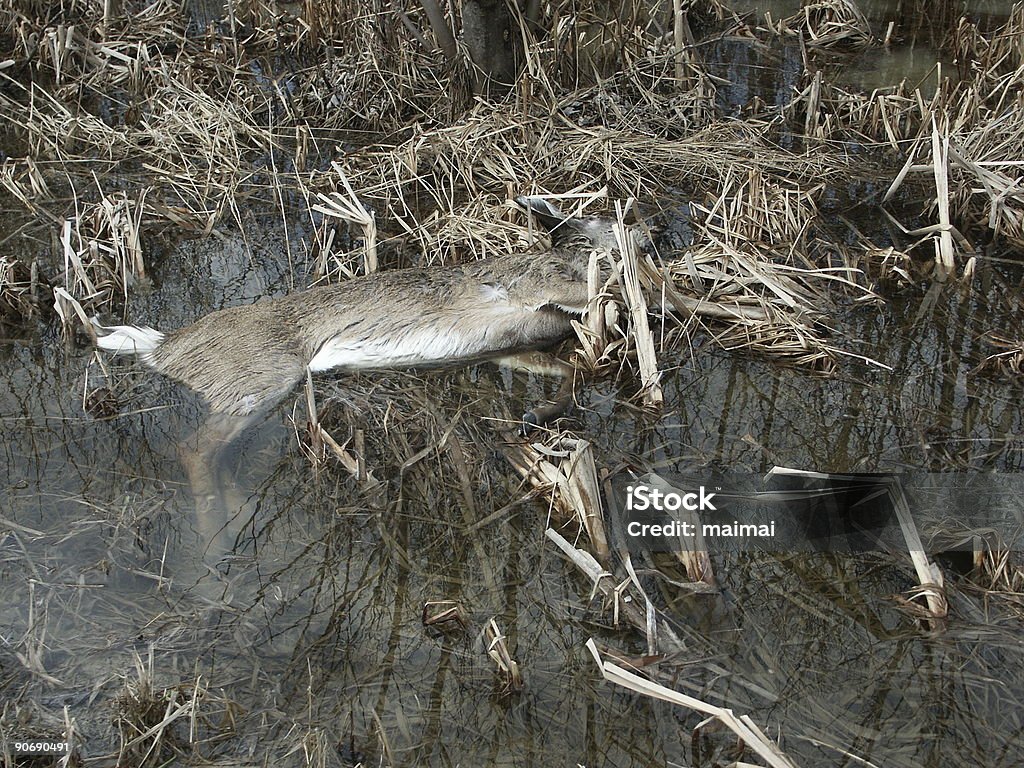 Deer Doe Road matar - Foto de stock de Animal libre de derechos