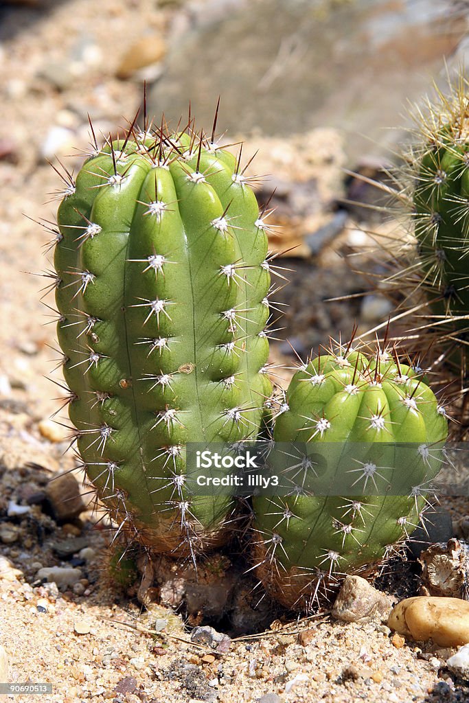 Cactus-cardo erizo - Foto de stock de Agua libre de derechos