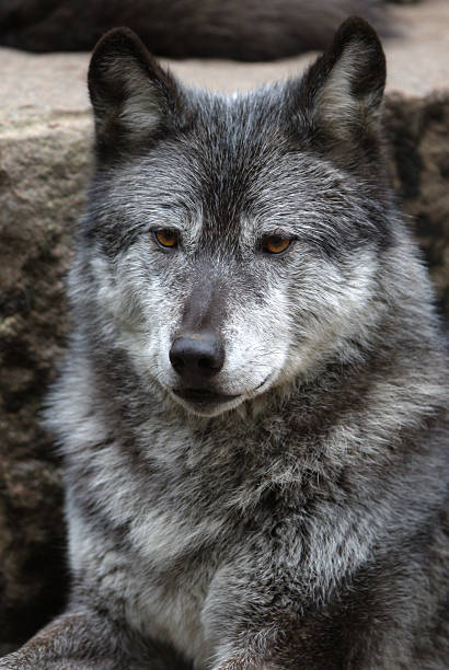 istock European wild wolf portrait 90690553